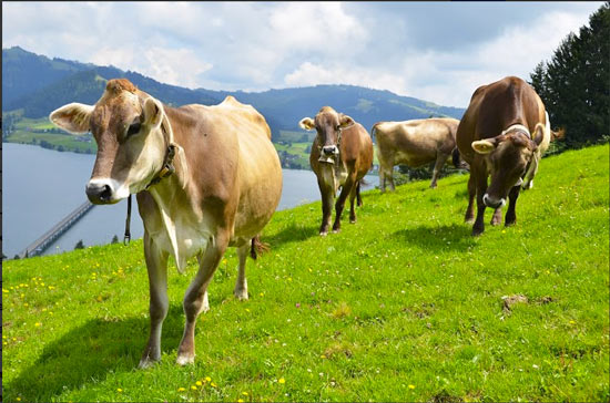 Alps view, green grass and cows on a meadow in Austrian Alps