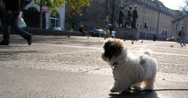 Pets in Switzerland, a dog at Helvetiaplatz in Zurich